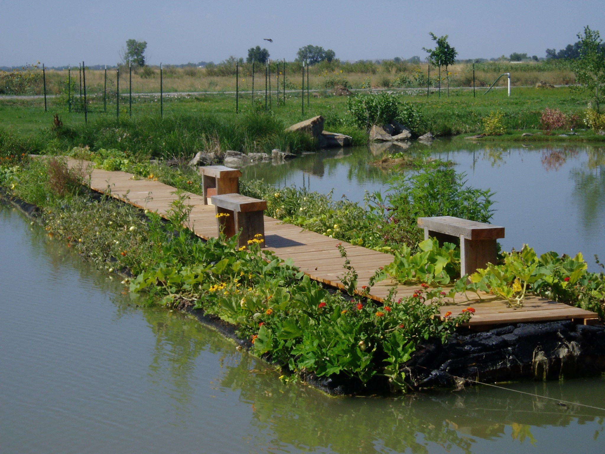 Floating Water Quality Islands in Hicklin Lake, White Center - Canadian Pond