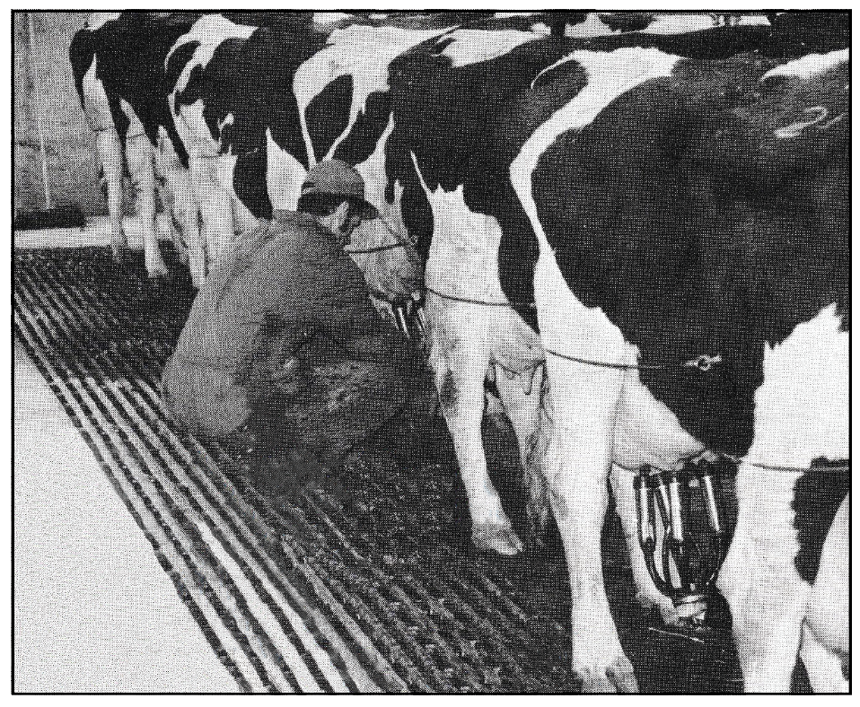 Flashback 1974: Cows Milked from Herringbone Position