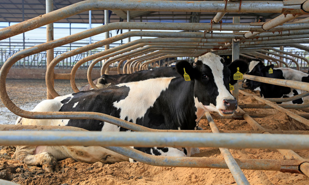 Choosing Livestock Flooring