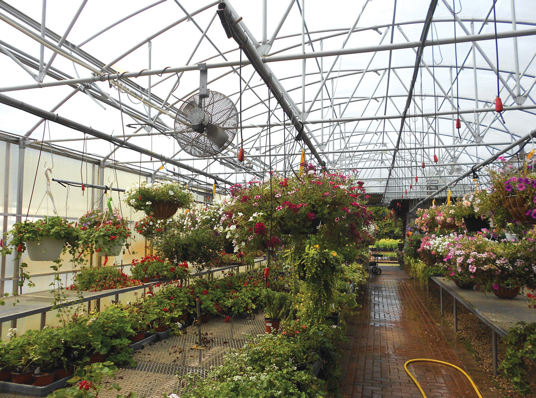 Commercial Greenhouse Ventilation
