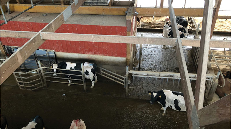 It is essential that AMS facilities be designed for one person to move cattle easily and efficiently around the robot with the least amount of stress. Courtesy of The Dairyland Initiative.