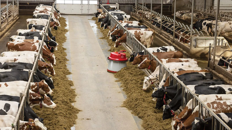 Wisconsin Dairies See Gains in Efficiency with Robotic Milking Barns