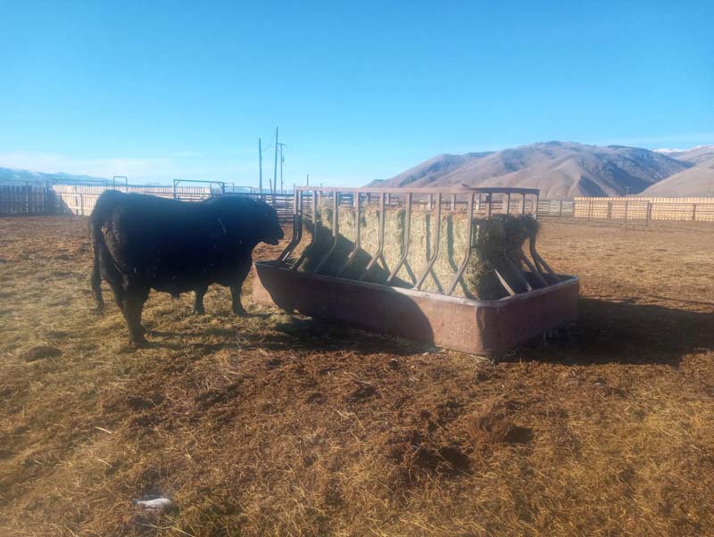Hay Feeders need to allow animals access without danger of getting in or getting stuck. Photo Courtesy of Peterson Metal Products LLC
