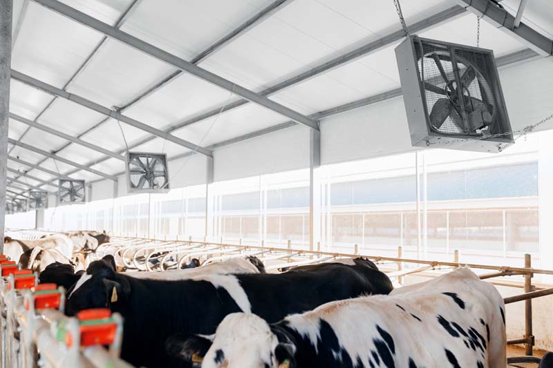 Building for Performance: Key Decisions in a 500-Cow Freestall Dairy