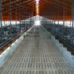 Flashback: Cattle Barns Then & Now: What a Decade Has Changed