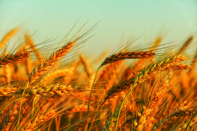 October Issue: Industry Insights on Metalcon, Agricultural Systems and Building Safety
